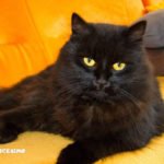 Foto gatti neri 18 immagini gattini neri