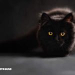 Foto gatti neri 17 foto di gatto nero