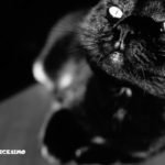 Foto gatti neri 16 uno scatto artistico con un micio tutto nero