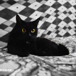 Foto gatti neri 15 foto di gattini neri