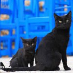 Foto gatti neri 14 mamma e figlio in posa