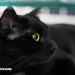 Foto gatti neri 13 immagine di un gatto nero in primo piano