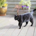 Foto gatti neri 12 gatti neri foto