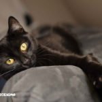 Foto gatti neri 10 gatto nero immagini