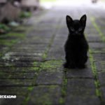 Foto gatti neri 9 foto di un gattino nero per strada