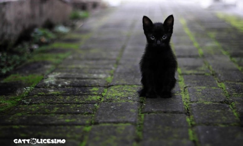 Foto gatti neri 1 foto di un gattino nero per strada