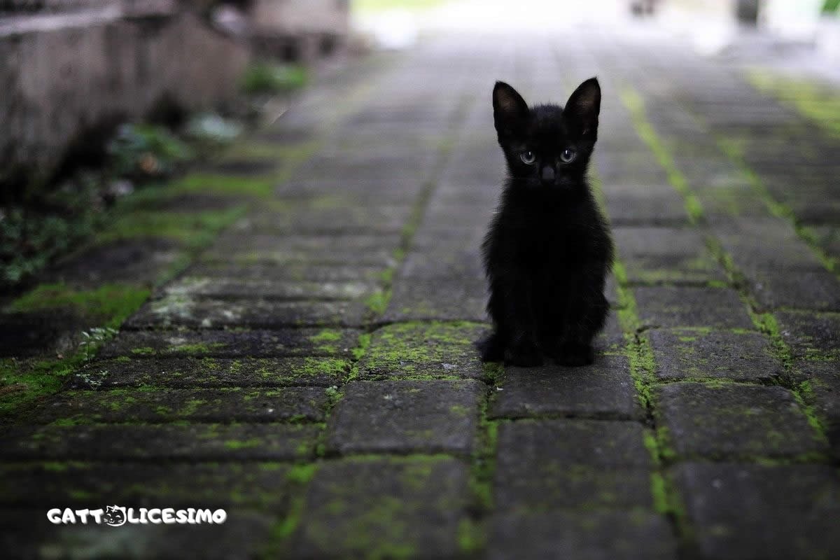 Foto gatti neri 1 foto di un gattino nero per strada