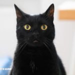 Foto gatti neri 8 foto di un gatto nero in primo piano