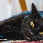 Foto gatti neri 7 immagini di gatti neri