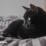 Foto gatti neri 6 immagini gatto nero