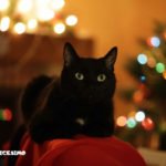 Foto gatti neri 4 foto gatti neri