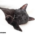 Foto gatti neri 3 foto di un gatto nero che dorme