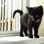 Foto gatti neri 2 immagini di bei gatti neri