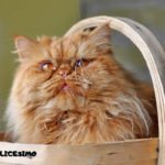 Foto di gatti Persiani 2 occhi sporgenti e muso schiacciato del gatto persiano