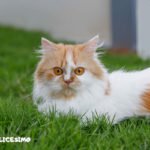 Foto di gatti Persiani 4 foto dei gatti persiani