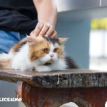 Foto di gatti Persiani 5 foto persiani