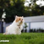 Foto di gatti Persiani 6 foto di un gatto persiano bianco