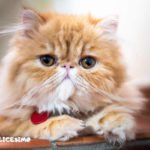 Foto di gatti Persiani 7 foto di alcuni gattini persiani