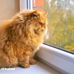 Foto di gatti Persiani 13 foto di un gatto persiano alla finestra