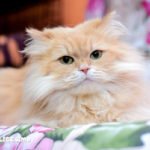 Foto di gatti Persiani 12 gatti persiani immagini molto belle