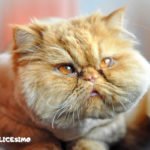 Foto di gatti Persiani 11 gatti persiani foto in primo piano