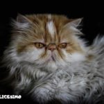 Foto di gatti Persiani 10 il gatto persianoe le immagini piu belle