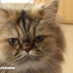 Foto di gatti Persiani 9 gatto persiano foto da vicino