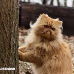 Foto di gatti Persiani 8 immagine di un gatto persiano vicino a un albero