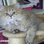 Foto di gatti Persiani 19 foto gatto persiano sul tiragraffi di casa