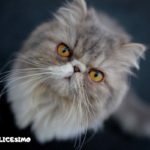 Foto di gatti Persiani 18 immagini di gatti persiani