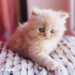 Foto di gatti Persiani 16 foto gatti persiani