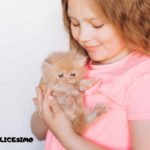 Foto di gatti Persiani 15 una foto di gatto persiano con una bambina