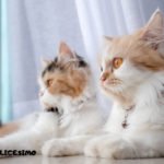 Foto di gatti Persiani 20 Due piccoli Persiani a casa