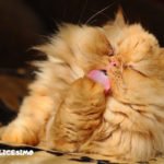 Foto di gatti Persiani 21 Un micio persiano che si lecca le zampine