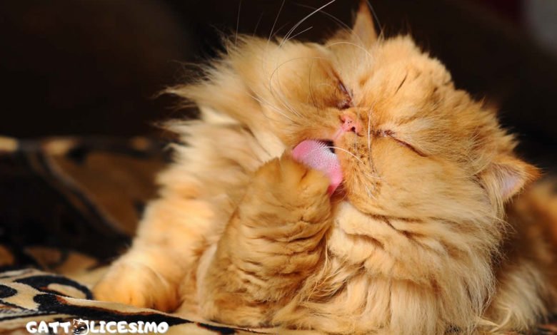 Foto di gatti Persiani 2 Un micio persiano che si lecca le zampine