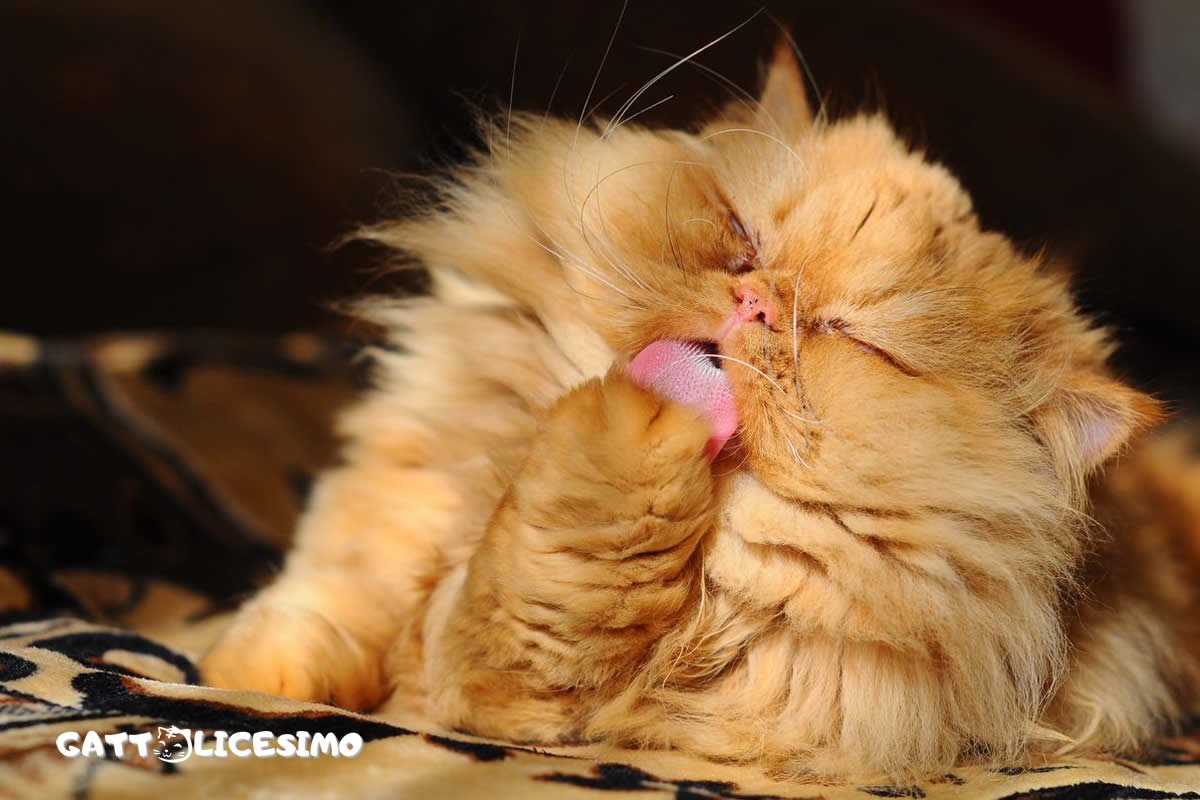 Foto di gatti Persiani 1 Un micio persiano che si lecca le zampine