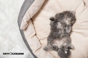 Gattini appena nati 2 gattini appena nati foto