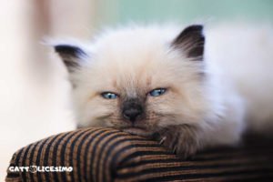 Gattini appena nati 4 foto dei gattini appena nati