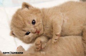 Gattini appena nati 5 foto gatti appena nati