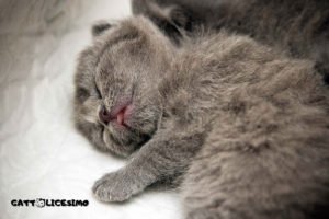 Gattini appena nati 6 immagini gattini appena nati