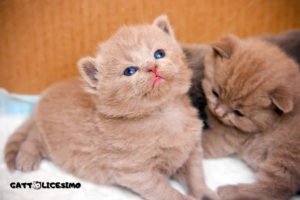 Gattini appena nati 7 immagini di gatti appena nati