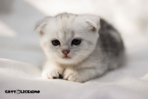 Gattini appena nati 8 un british da poco venuto al mondo