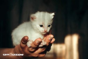 Gattini appena nati 9 immagini gatti appena nati