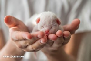 Gattini appena nati 13 foto di gattini appena nati
