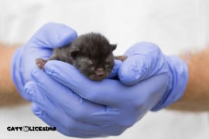 Gattini appena nati 14 un piccolo gatto nero tenuto tra le mani del veterinario