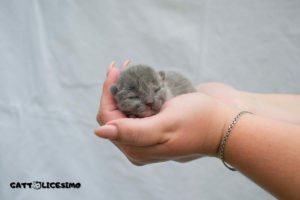 Gattini appena nati 17 un micio nato da poco