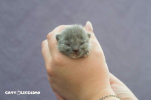 Gattini appena nati 18 Le più belle foto di gattini appena nati