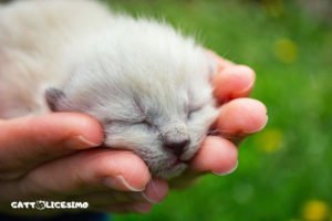 Gattini appena nati 19 Un micio neonato tenuto tra le mani