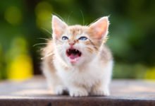 I gattini soffiano in diverse occasioni ecco quando