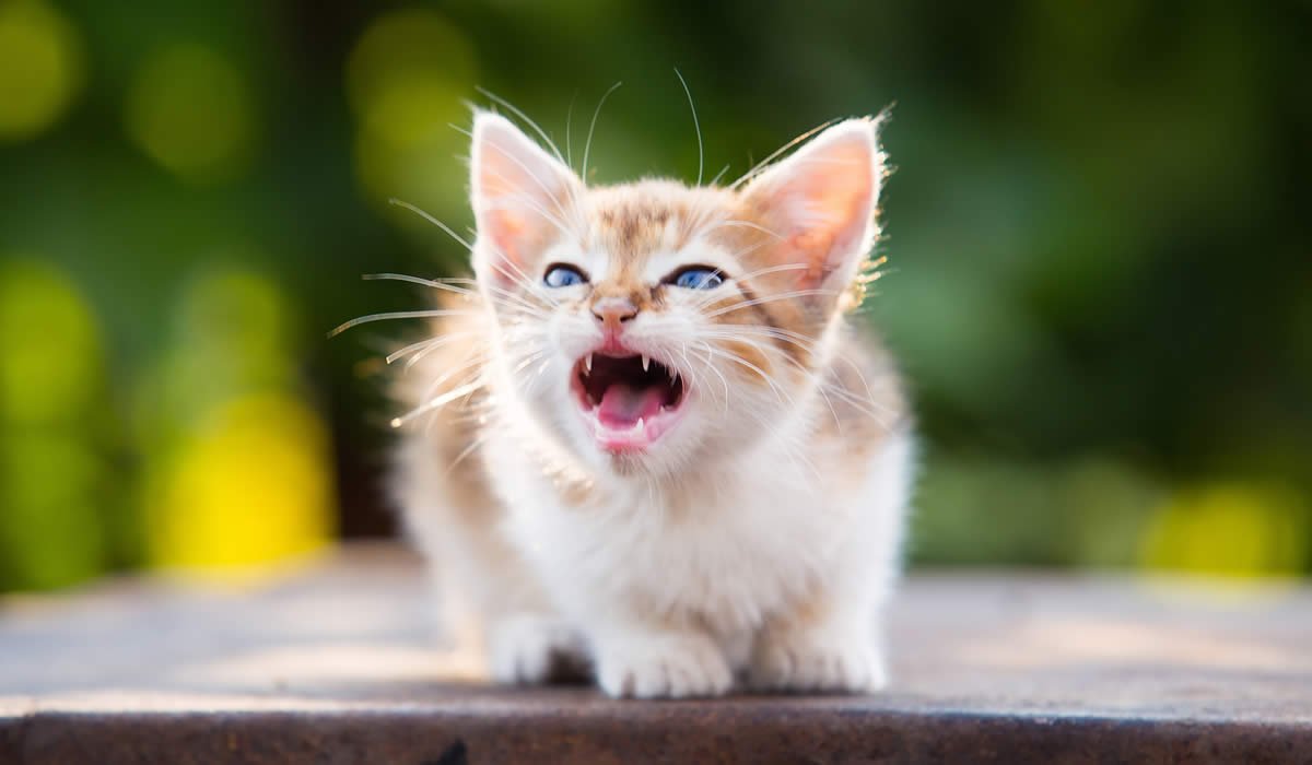 Sapete perché i gatti soffiano? 1 I gattini soffiano in diverse occasioni ecco quando